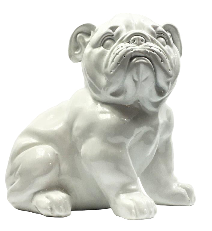 Franse Bull Dog Pup Wit