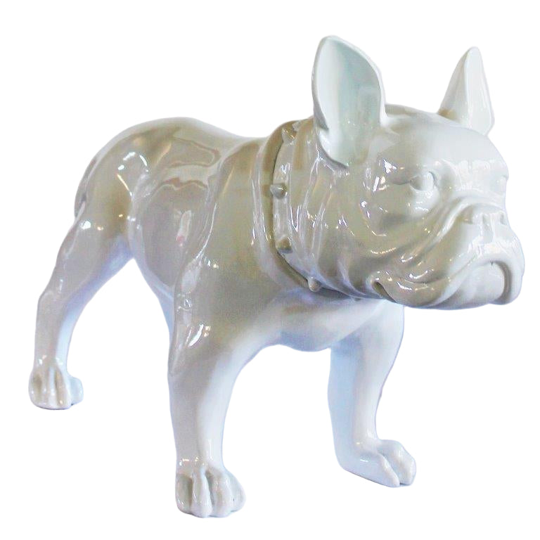 Large French Bull Dog White